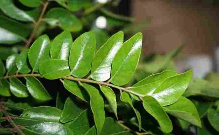 करी पत्ते के पानी से बाल धोने पर मिलते हैं 5 फायदे, जानिए इसे बनाकर Hair Wash करने का तरीका : Curry Leaves For Hair: बालों पर इस तरह करें करी पत्ते के पानी का इस्तेमाल.