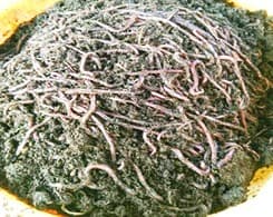 सामुदायिक बाड़ी व केंचुआ पालन से विचारपुर की महिलाए कमा रहे लाखो रूपये : गॉव मे रहते हुए आत्मनिर्भर बनने की दिशा मे एक नई पहल