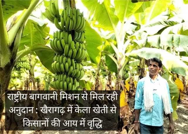 राष्ट्रीय बागवानी मिशन से मिल रही अनुदान : खैरागढ़ में केला खेती से किसानों की आय में वृद्धि