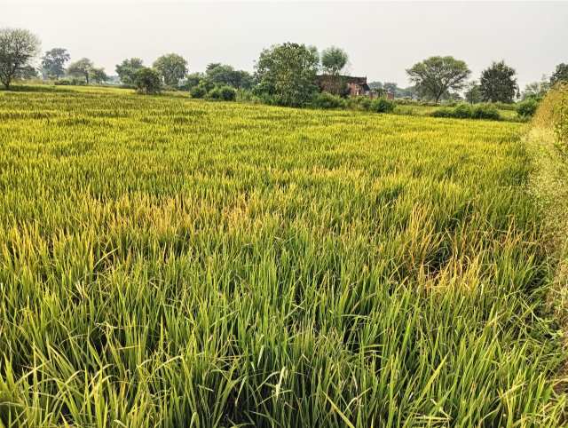 🛑 खैरागढ़ में किसान से धोखाधड़ी: नकली दवा से छह एकड़ धान की फसल तबाह, दुकानदार बोला – "जा, जो करना है कर ले!"