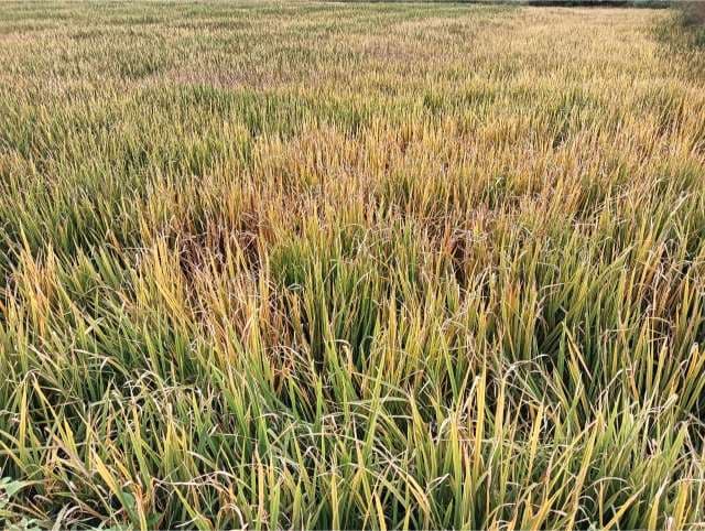 Joint investigation exposes the truth : गलत सलाह और अधिक दवाओं से तीन किसानों की धान फसल चौपट